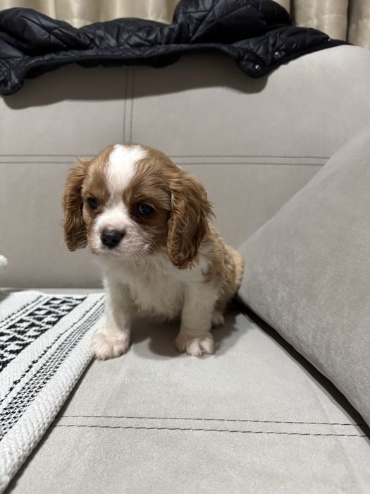 Кавалер Кинг Чарлз шпаньол