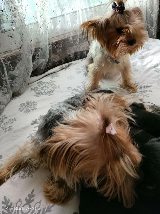 Продавам Иоркита