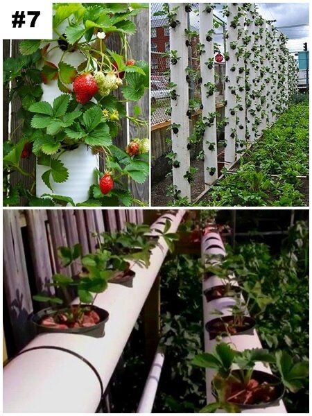 страхотен расад малини