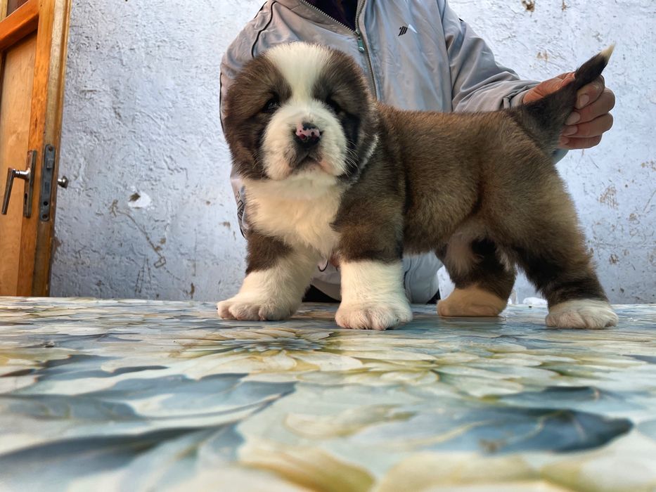 Щенок Алабая ( Супер Гигант ) девочка