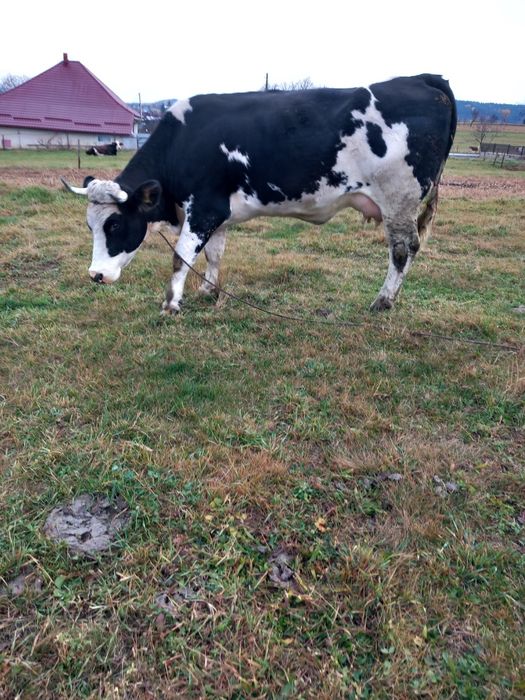 De vânzare junca la prima fătare