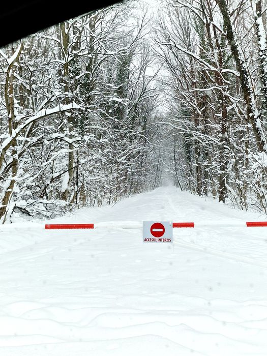 Teren 12.000mp Aleea Teisani - Padurea Baneasa