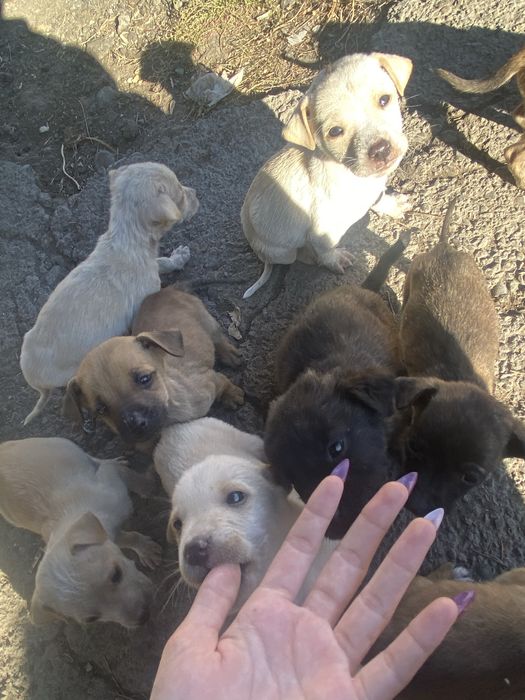 Срочно отдам щенят