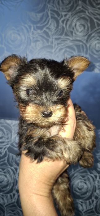 Yorkshirre terrier fetița