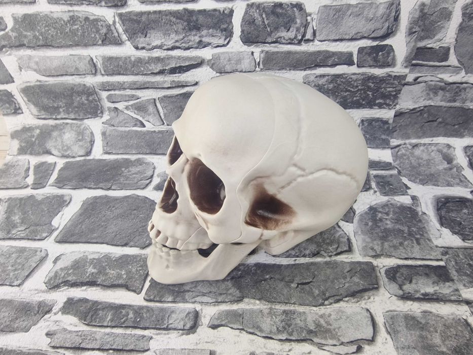 Череп Модел Глава