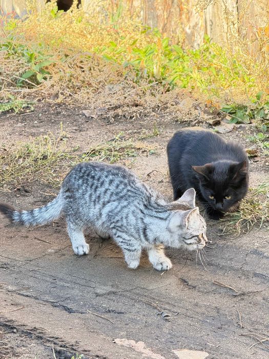 Котятам очень нужен дом!