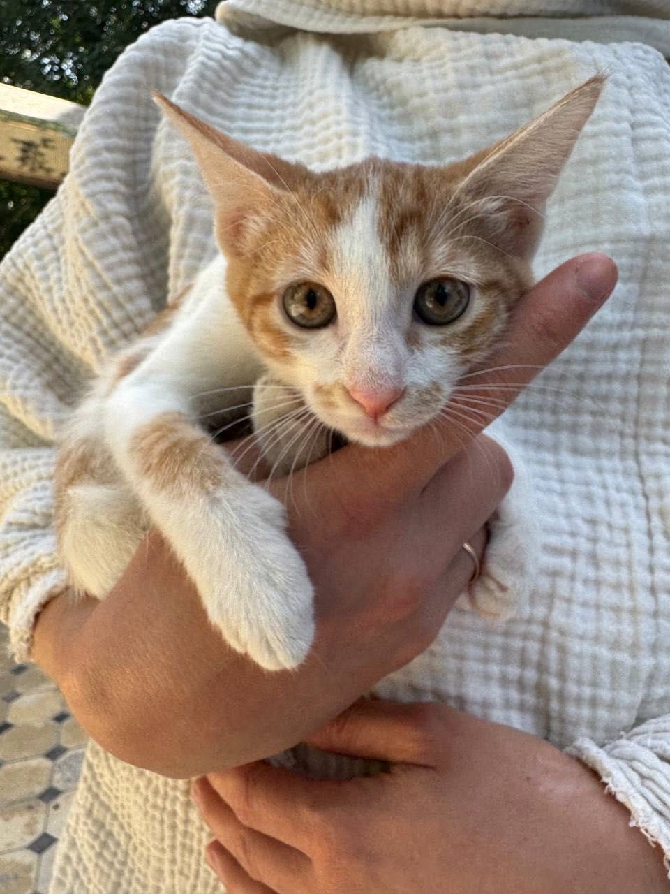 Котенок-девочка Бася ищет дом!
