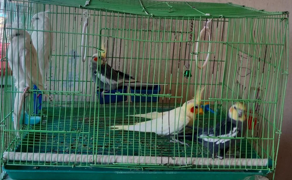 Продам попугаев срочно