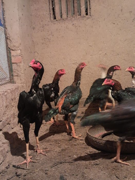 Дакан хўрозлар зоти яхши