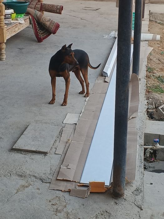 Faqat rialni oladganla narxi arzonligi sababi boqadganlaga sotladi