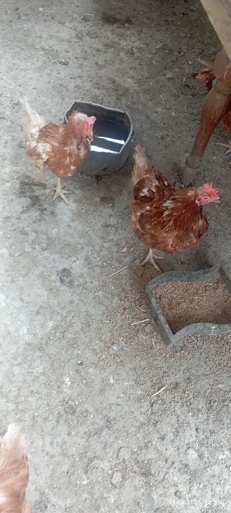 Продам курей несушек