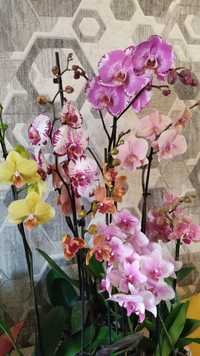 Орхидеи на подарок