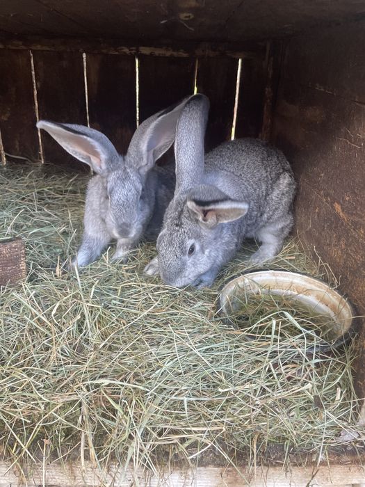 Urias german mascul si femele