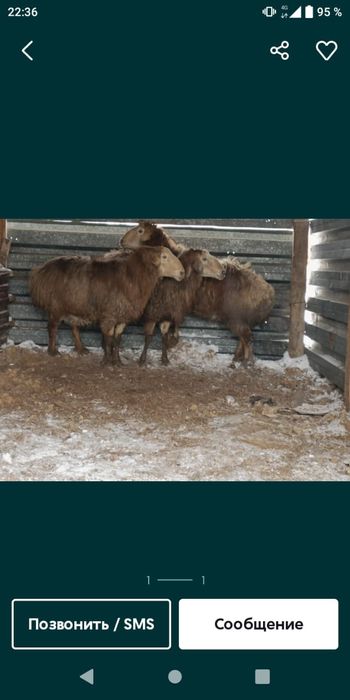 Қой, Марқа, Бараны. Тоқты, Кой, Баран, Қойлар.