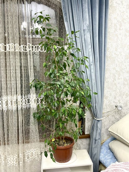 Фикус Бенджамина