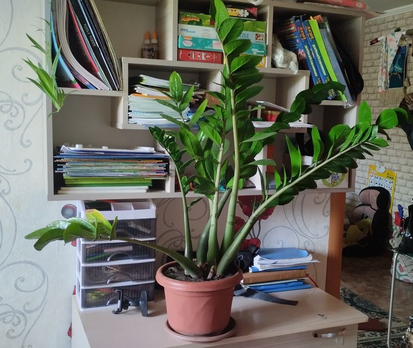 Долларовое дерево, Замиокулькос