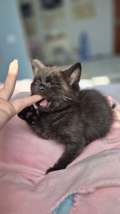 Отдам слепых котят