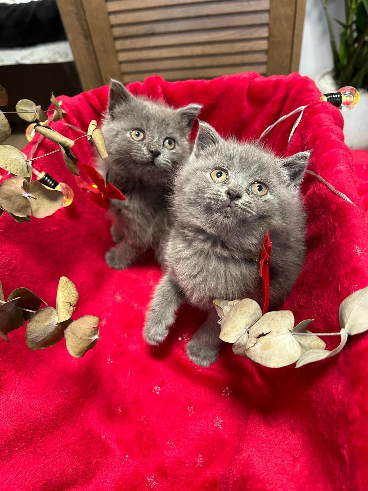 British shorthair din părinți cu pedigree