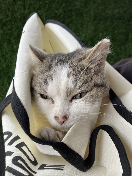 Кот найден. Ищет дом. Ласковый и манерный.