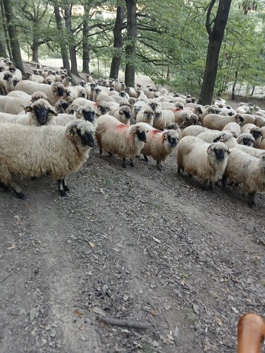Oii de vanzare mai multe detali la telefon