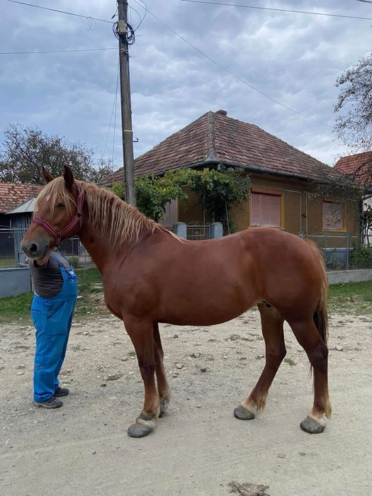 Vând iapă de 9 ani