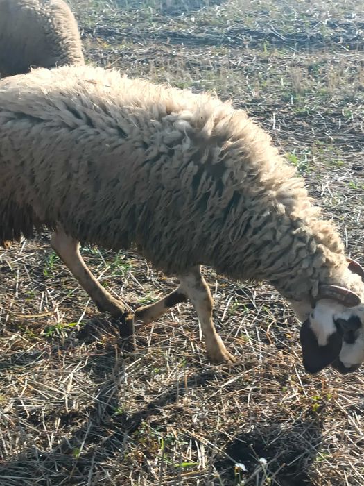 Berbec/ noatin pentru sacrificat ori montă