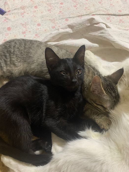 Отдам в хорошие руки двух котят
Два котенка (около 2 месяцев)