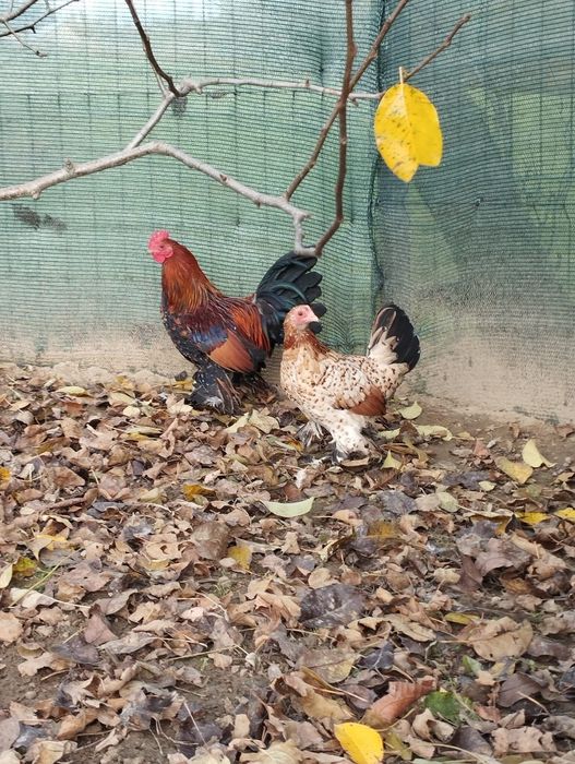 Gaini mii de flori, Cochinchina si matase