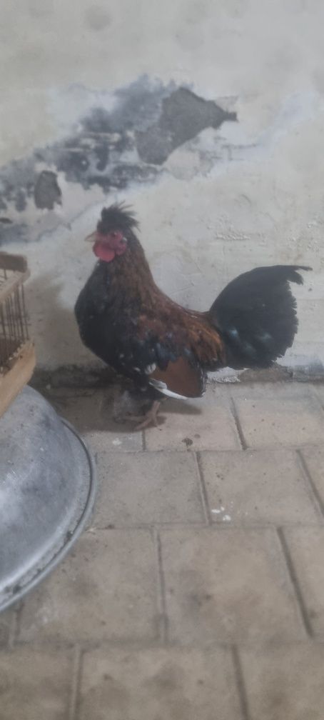 Yapon tovuq xoʻrozla sotiladi