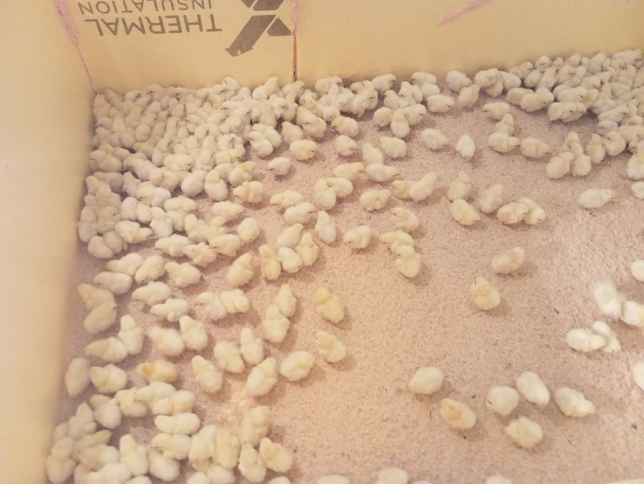 Продам цыплята бройлер