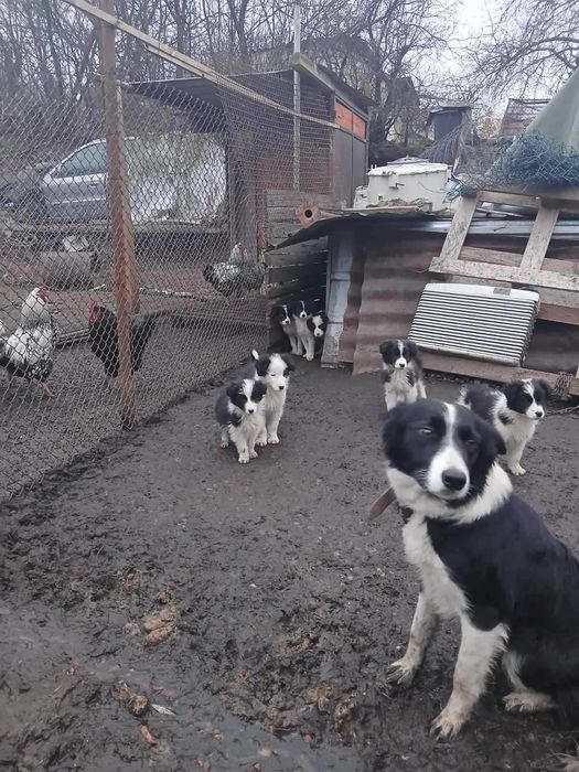 Подарявам малки кученца