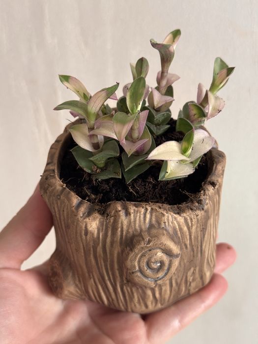 Комнатные растения интерьерные