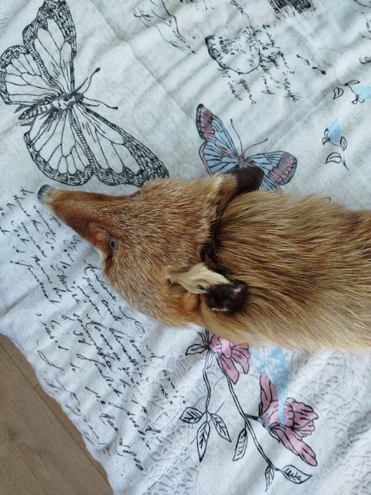 Яка от лисица, подходяща за палто де ми