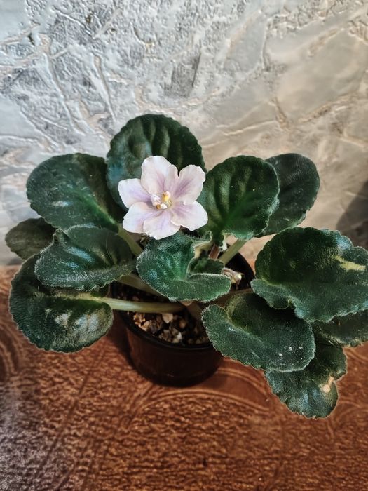 Фиалка,(сенполия)