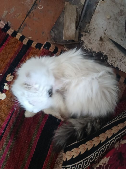 Chiroyli mushuk va uzun yungli