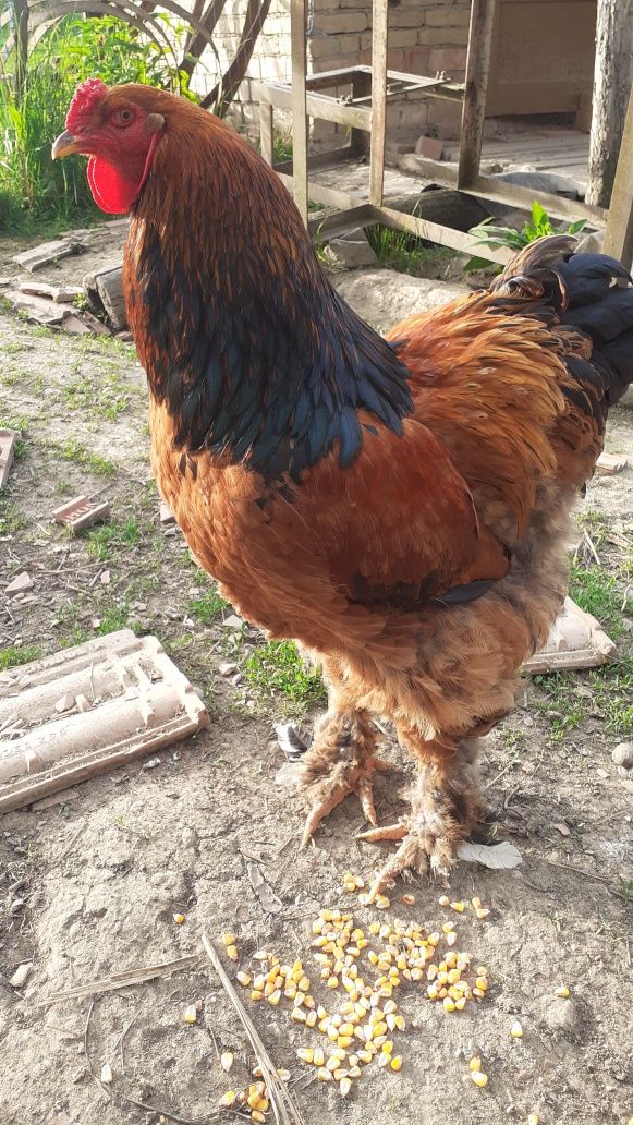 Cocoși brahma bobat, și Columbia