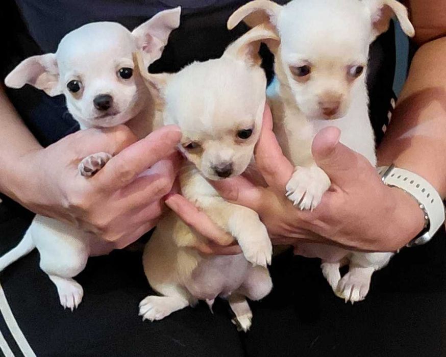 Чихуахуа кученца чистокръвни