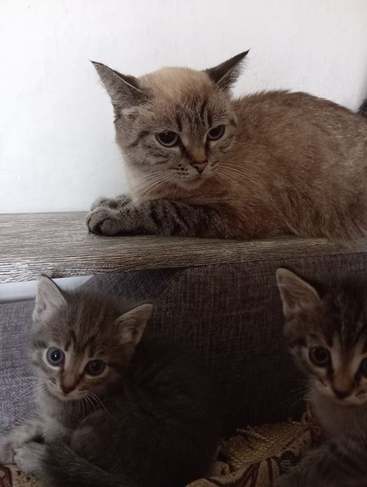 Отдам даром котят