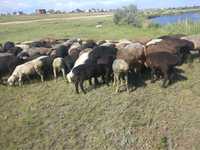 Продам овец (баранов ) курдючные