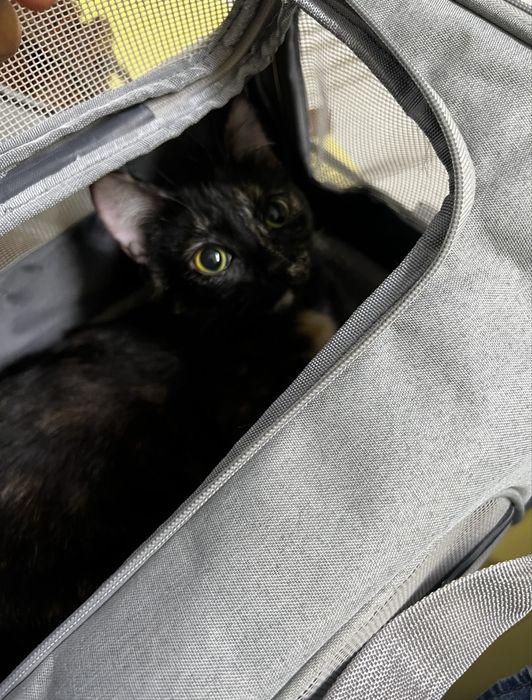 Отдаю кошку даром