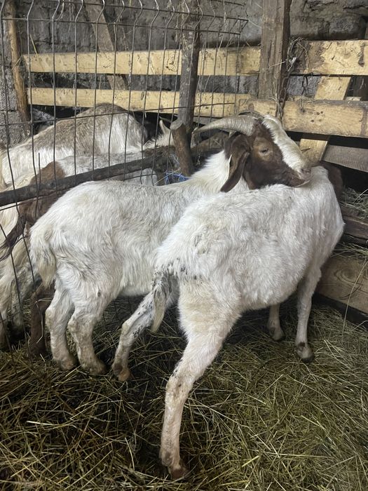 Vand 3 capre boer si un tap