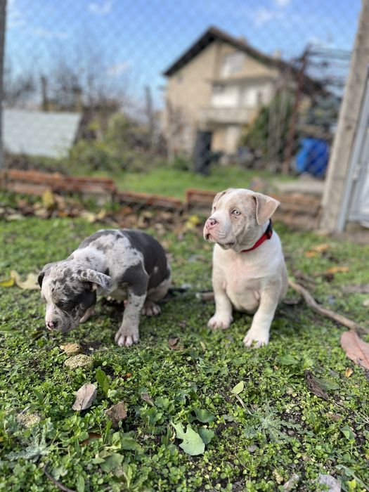 Американско Були Покет