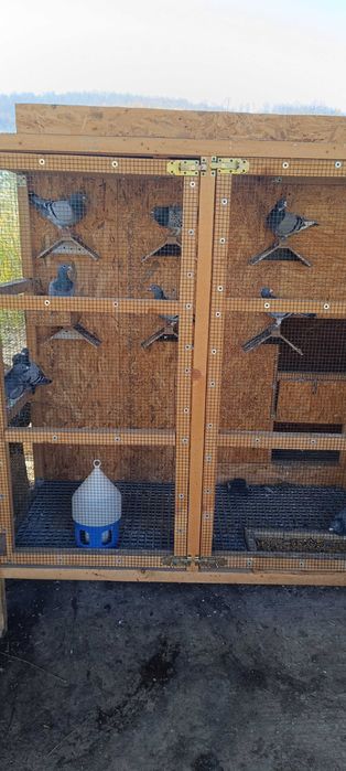 De vânzare porumbei voiajori