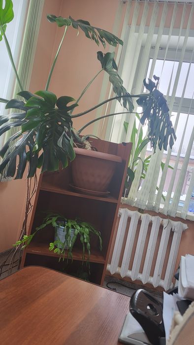 Продам цветок на первой полке