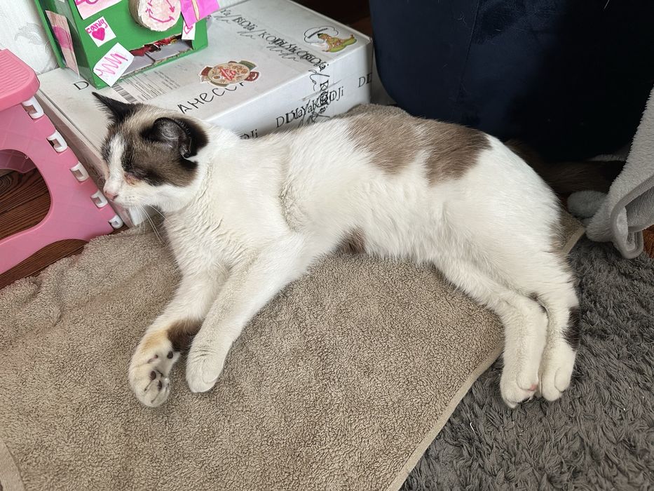 Ищем старых или новых хозяев замечательному котику