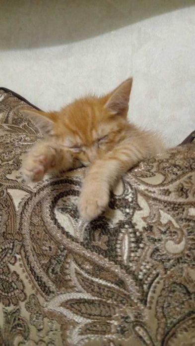 Отдам рыжего котенка