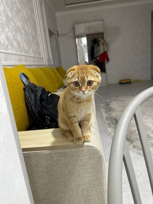 Кошка веслоухая