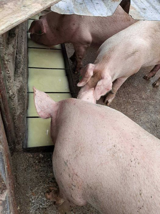 Продавам угоени прасета 6 лв за килограм