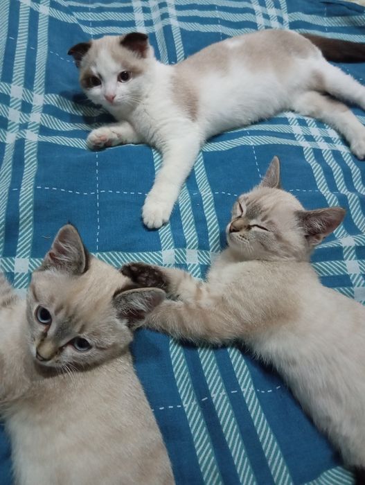 Отдам даром котят