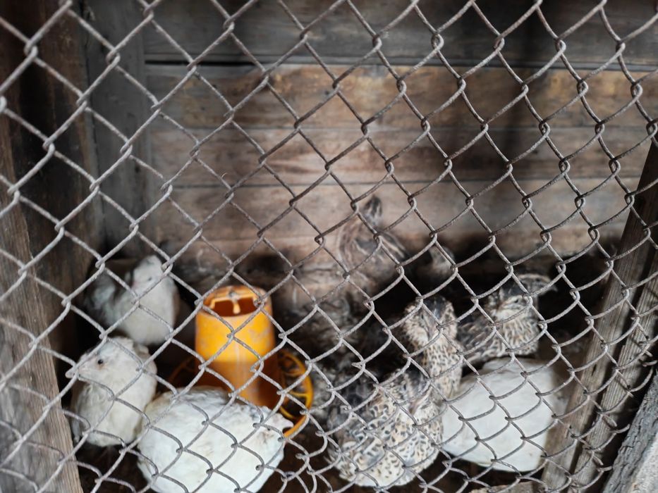 Перепёлка по 1000тг